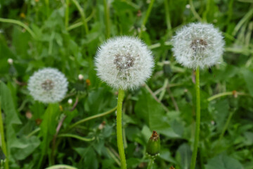 Three white dandelions on a background of green grass lawn