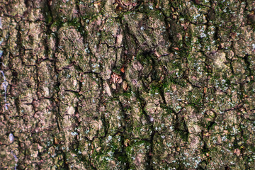 Close-up of the bark of a tree brown with green color