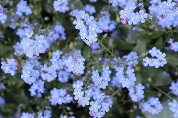 Blue flowers of myosotis on a flowerbed in the park close-up
