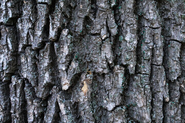 Close-up of tree bark with large relief