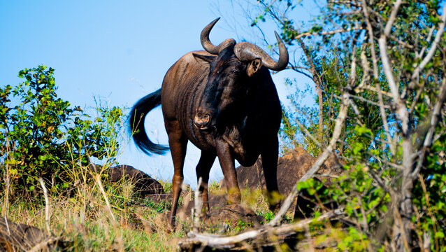 African Buffalo in wild - surrounded by green and brown trees - daylight and natural light.
