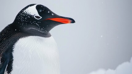 Obraz premium A close up image of a gentoo penguin in Antarctica against a white backdrop