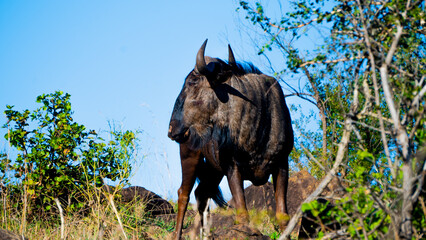 African Buffalo in wild - surrounded by green and brown trees - daylight and natural light.