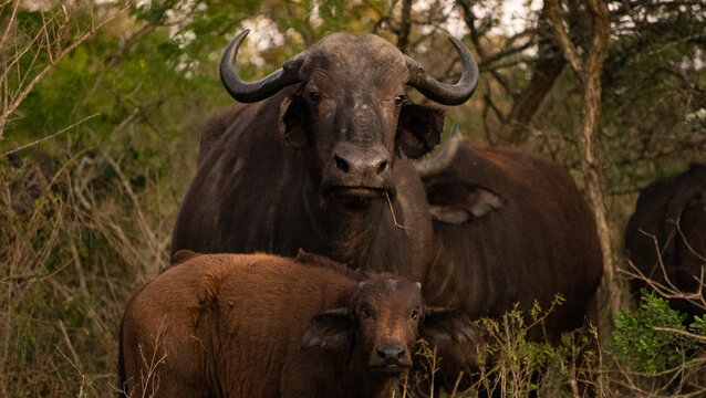 African Buffalo in wild - surrounded by green and brown trees - daylight and natural light.