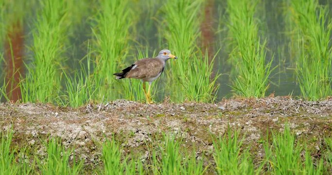 grey-headed lapwing(handcap bird) in young Japanese rice field