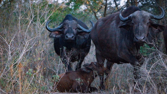 African Buffalo in wild - surrounded by green and brown trees - daylight and natural light.