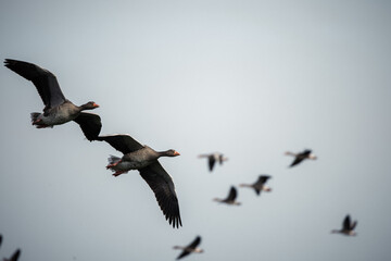 fliegende Graugänse
