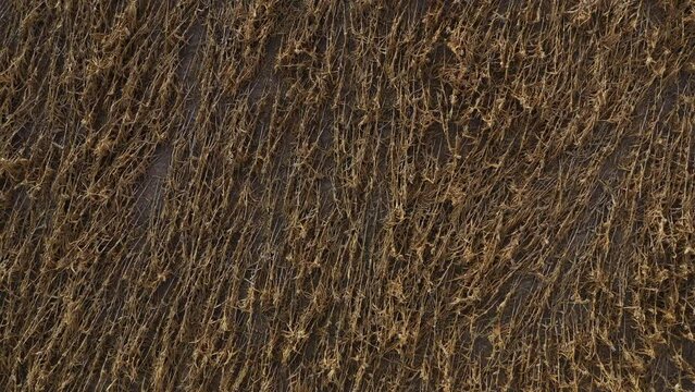 Aerial shot of damaged ripe rapeseed field after wind storm, drone pov