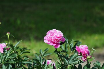 beautiful light purple peony flowers on a green blurred background