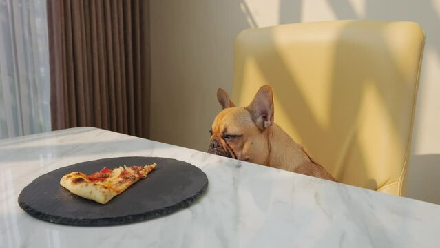 Forlorn French Bulldog puppy sits obediently on chair at dining table, his longing gaze fixed on single slice of appetizing pizza placed just against her. Young dog's sad eyes peek from under table