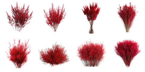 Kochia red bus png mockup in 3d without backoground for decoration.