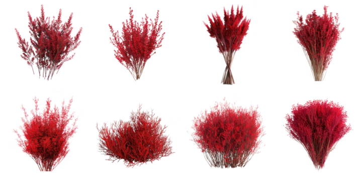 Kochia red bus png mockup in 3d without backoground for decoration.