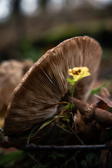 Nahaufnahme eines Pilzes