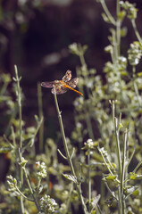A dragonfly sitting on a plant, under the rays of the sun
