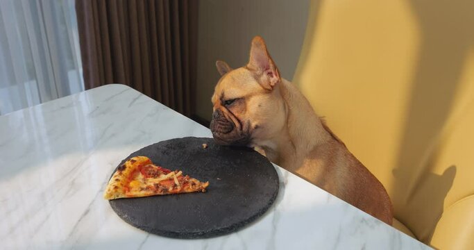 Small puppy sits on chair at dining table, stretching to sniff or taste one of last pieces of pizza. Suddenly, woman's hand grabs piece puppy was reaching for.