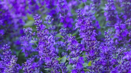 Beautiful bright purple lavender flowers sway gently