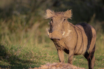 Fototapeta premium warthog grazing