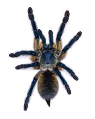 Fototapeta premium Top view of vivid blue colored Monocentropus balfouri aka Socotra Island blue baboon tarantula, standing on white background.