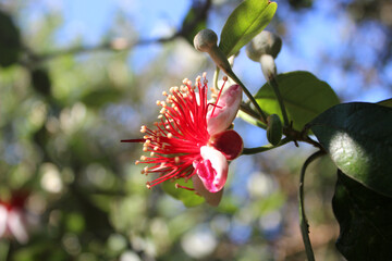 Feijoa flower close-up (Acca sellowiana)