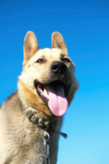 Lonely dog ​​tied with a chain around his neck. Vertical image.