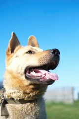 Lonely dog ​​tied with a chain around his neck. Vertical image.