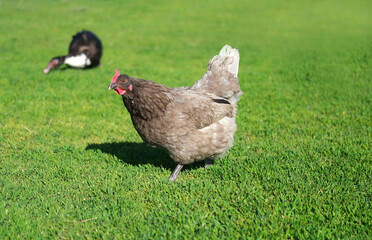 Free-range gray hen pecks the ground and walks slowly through an open grassy green field on farm.