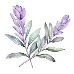 Obraz premium Calming Desert Sage Plant Watercolor with Soft Purple Hues on White Background