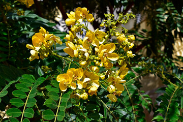 Golden wonder tree flowers (Senna spectabilis)