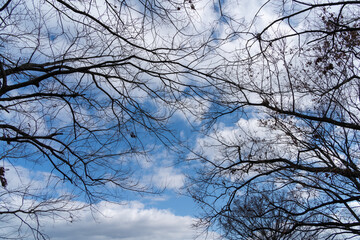 冬の空と木々