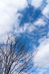冬の空と枯れ木