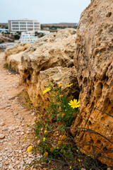 Plants and nature in a Mediterranean environment