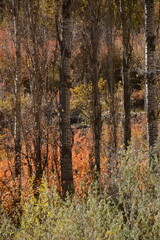 autumn view of picturesque village Alborz Mountain and on background