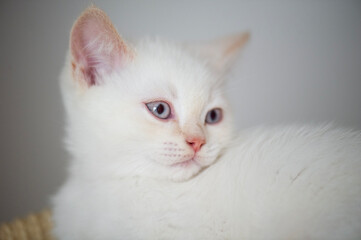 Portr&auml;t eines Britisch Kurzhaar Colorpoint Kitten