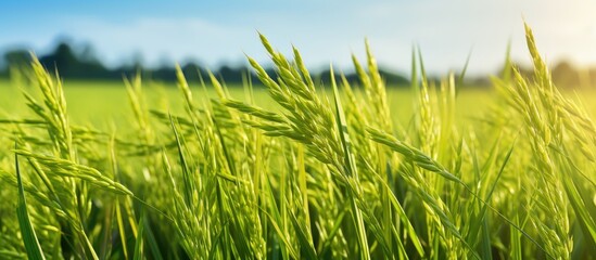 Rice in the field. Creative banner. Copyspace image