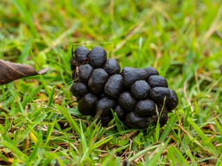 Deer droppings in forest in the Phu Khiao Wildlife Sanctuary, Thailand