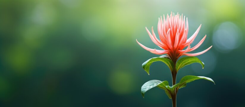 Beautiful Vinka Flower Green Nature. Creative banner. Copyspace image