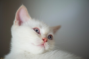 Porträt eines Britisch Kurzhaar Colorpoint Kitten