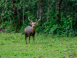 A male deer standing in the Phu Khiao Wildlife Sanctuary, Thailand