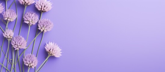 Flat lay with natural flowers of cornflower on violet background Spring summer holiday card postcard invitation Minimal floral composition Top view nature aesthetic fon with blooms for greetings