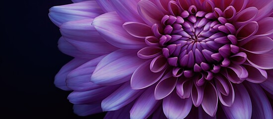 Obraz premium Purple violet chrysanthemum mum flower macro closeup on purple violet background. Creative banner. Copyspace image