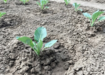cabbage growing on a bed in a vegetable garden