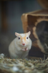 Porträt einer Rennmaus in ihrem Haus