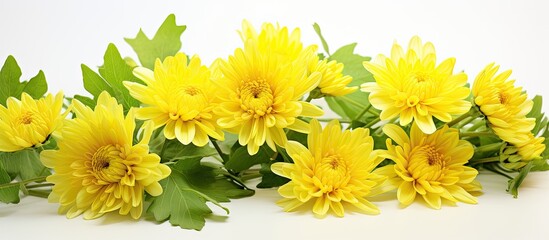 Yellow Chrysanthemum and green leaves on white background. Creative banner. Copyspace image