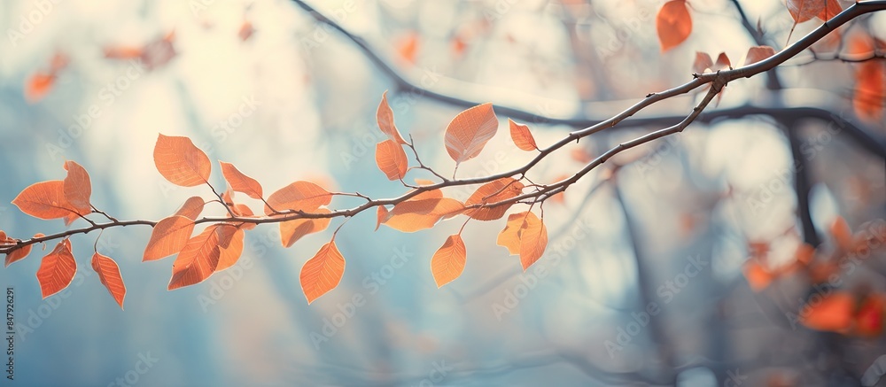 Poster branches in autumn against. creative banner. copyspace image