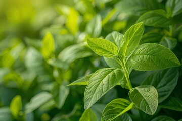A close up of a plant with green leaves