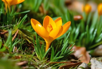 A field of purple crocus flowers with green grass in the background