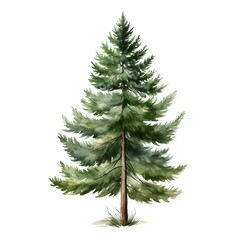 Tall Majestic Evergreen Pine Tree Watercolor with Rich Greens