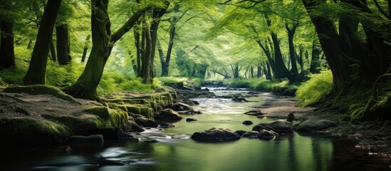 Quiet river runs between trees. Creative banner. Copyspace image
