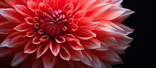 Obraz premium Close up beautiful flower. Creative banner. Copyspace image