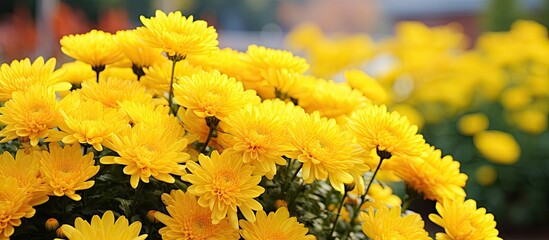 Yellow chrysanthemums close up in autumn Sunny day in the garden Autumn flowers Flower head. Creative banner. Copyspace image